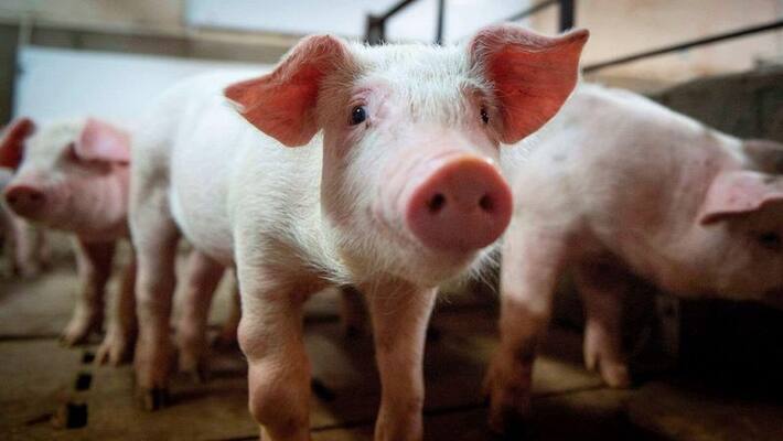 African swine fever Outbreak at Kattappana African swine fever Outbreak at Kattappana