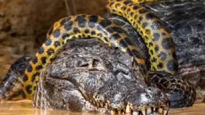 Giant Anaconda and alligator fight Giant Anaconda and alligator fight