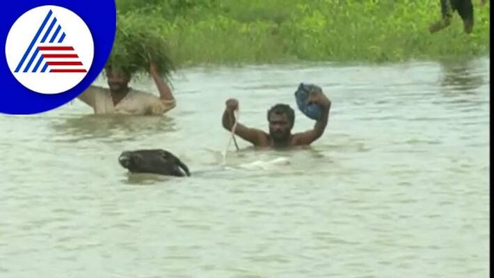 Farmers struggle for living after heavy rain in Haveri gow Farmers struggle for living after heavy rain in Haveri gow