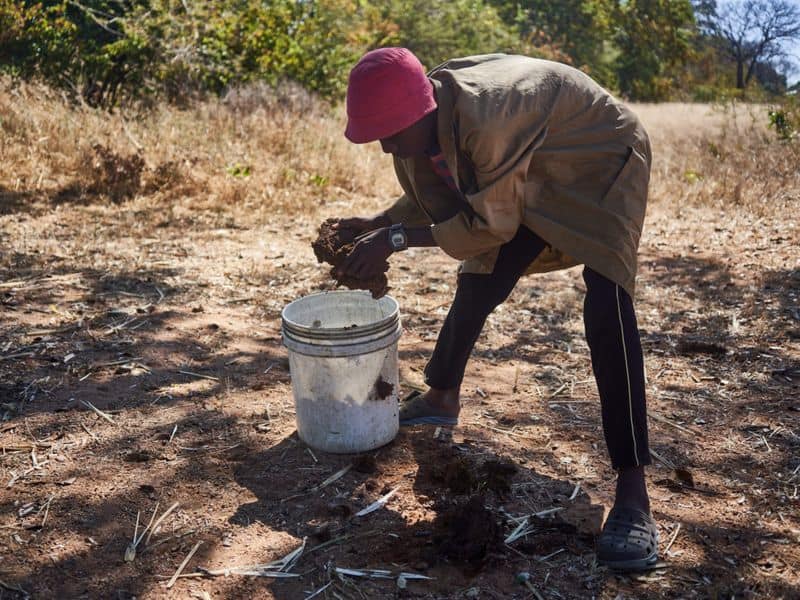 Zimbabwe young girls are used to cow dung for sanitary pads