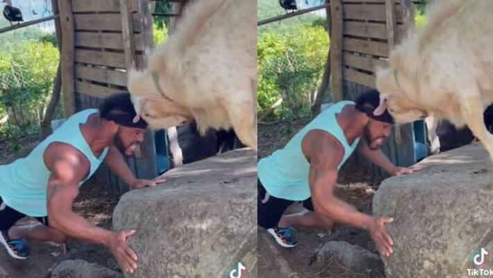 mans fight with goat mans fight with goat
