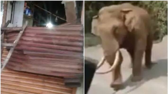 wild elephant attack in munnar destroyed shop wild elephant attack in munnar destroyed shop