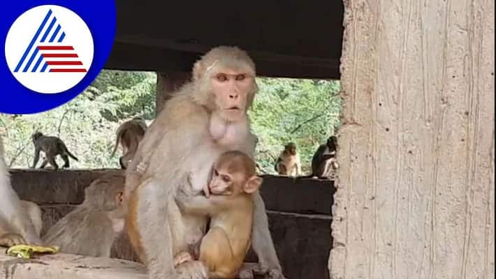 The monkey that was troubled villagers caught it by setting a trap mandya The monkey that was troubled villagers caught it by setting a trap mandya