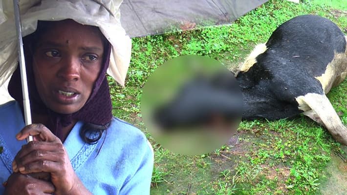 Cow killed in tiger attack at idukki Cow killed in tiger attack at idukki