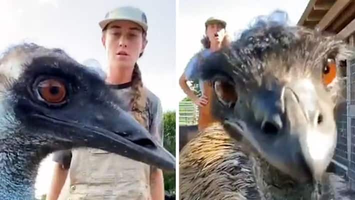 Watch Emu constantly video bombs owners' TikTok videos; Netizens can't stop laughing-tgy Watch Emu constantly video bombs owners' TikTok videos; Netizens can't stop laughing-tgy