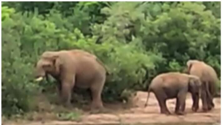 elephants in the residential area elephants in the residential area