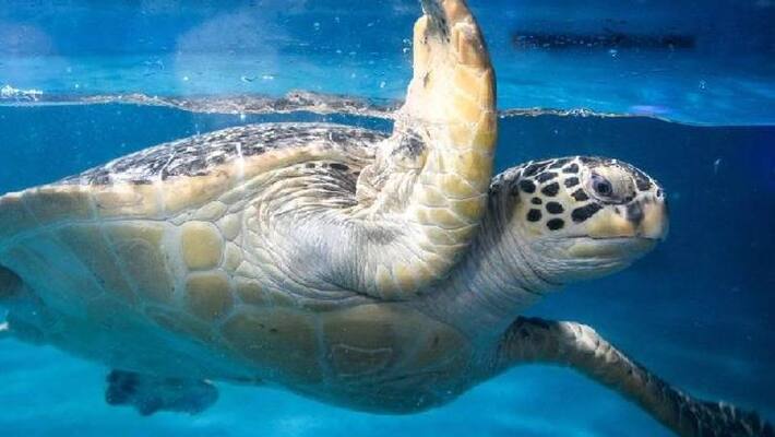 sea turtles found stabbed sea turtles found stabbed