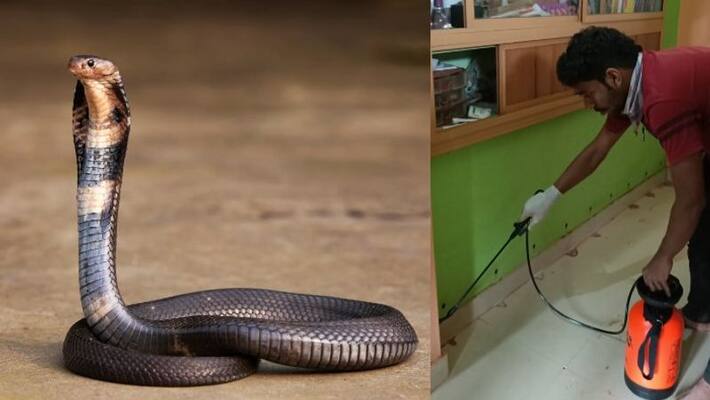 government wing to catch snakes government wing to catch snakes