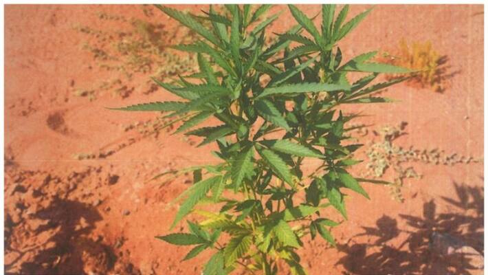two expats arrested in UAE for growing marijuana at a farm they are working in UAE two expats arrested in UAE for growing marijuana at a farm they are working in UAE