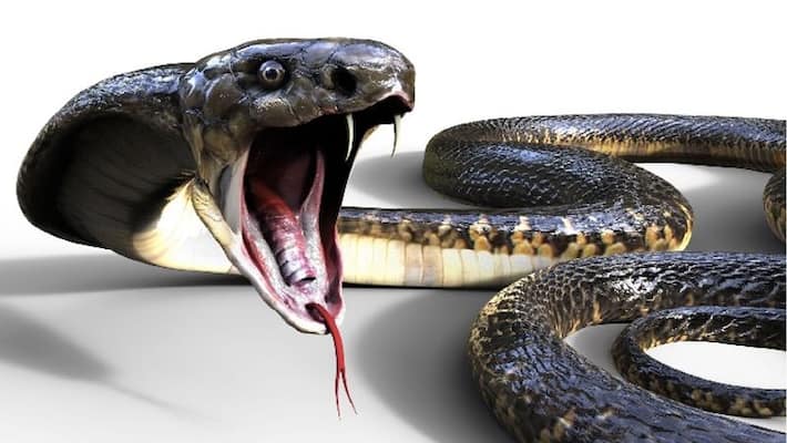 snake bitten child died in karaikudi government hospital snake bitten child died in karaikudi government hospital