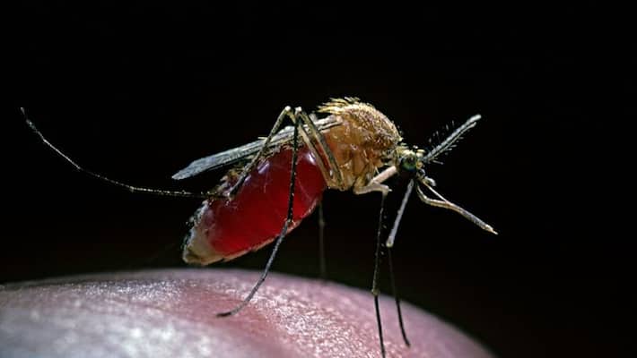 Mosquito bites o blood group more than a and b apa Mosquito bites o blood group more than a and b apa