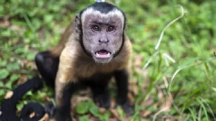 monkey attacks in japan monkey attacks in japan