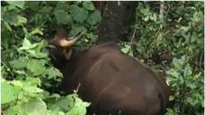 bison attackagainst woman in marayoor idukki