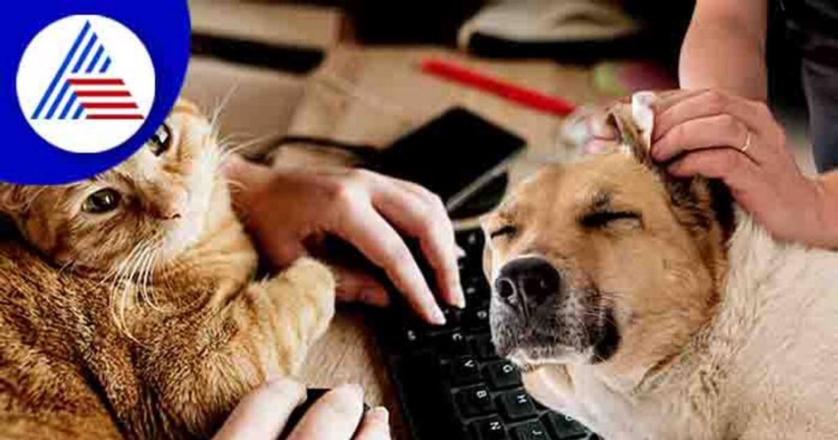 ವರ್ಕ್ ಫ್ರಂ ಹೋಮ್ ಜೊತೆ ಸಾಕು ಪ್ರಾಣಿ ಆರೈಕೆ ಹೀಗಿರಲಿ