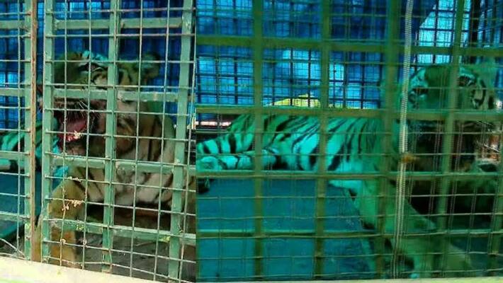 Tiger trapped in Bathery Tiger trapped in Bathery