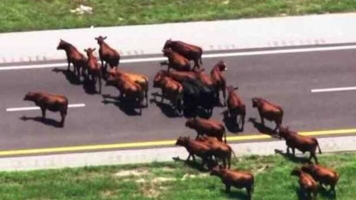Cows causes traffic jam in highway Cows causes traffic jam in highway