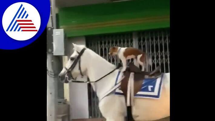 dog rides horse video goes viral akb dog rides horse video goes viral akb
