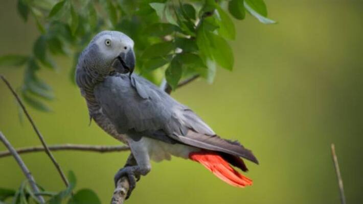 African grey parrot missing family offered 50000rs for finding African grey parrot missing family offered 50000rs for finding