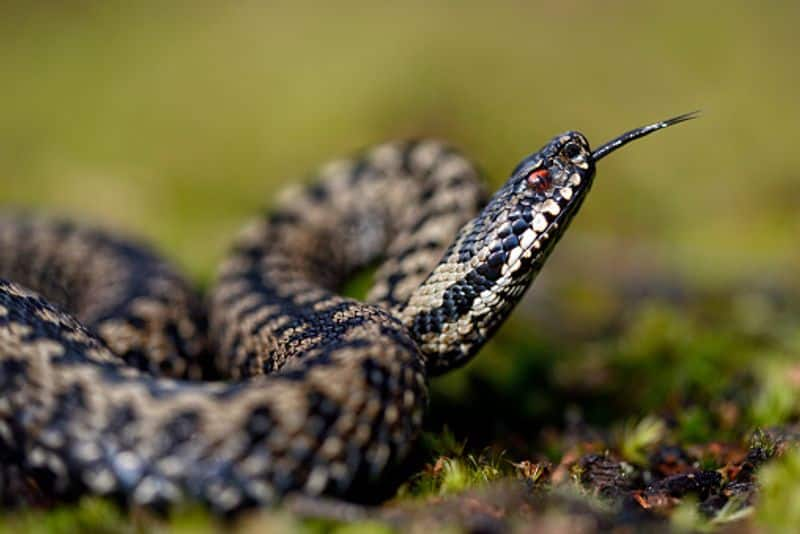 snakebites rising in UK 