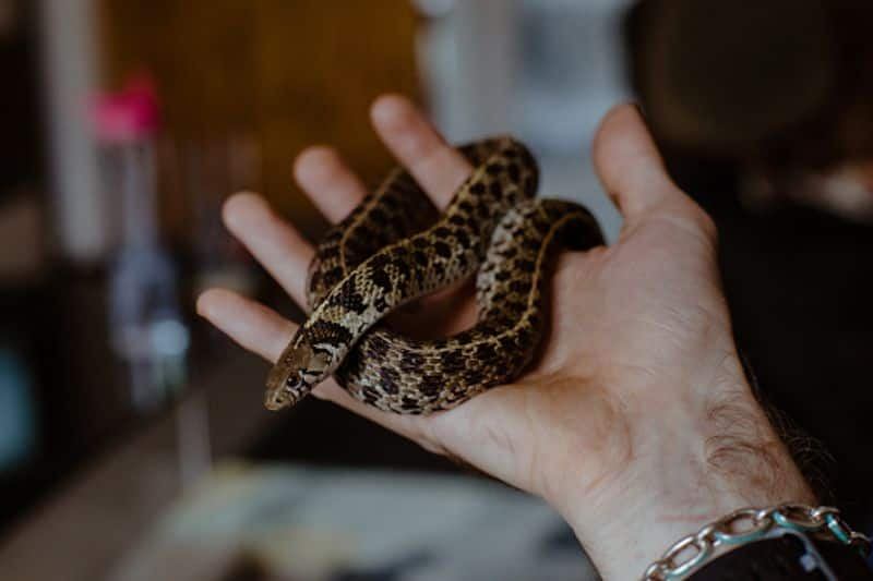 snakebites rising in UK 