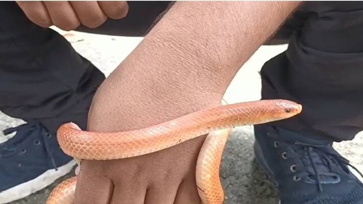 Rare species of snake recovered in Jalpaiguri, Click on the link for detailed report Rare species of snake recovered in Jalpaiguri, Click on the link for detailed report