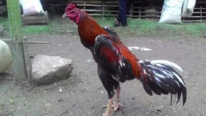 African Woman Eats Most Chicken Feet in 60 Seconds akb African Woman Eats Most Chicken Feet in 60 Seconds akb