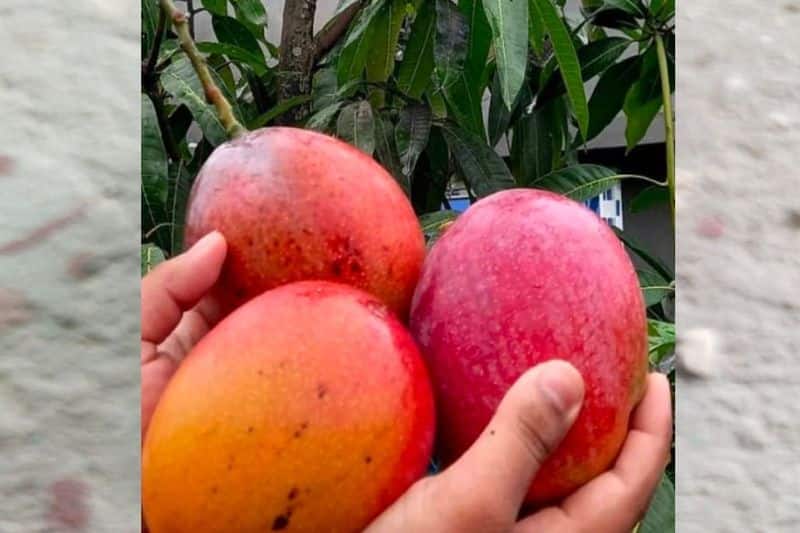   compensation Assure  to mango Farmers snr
