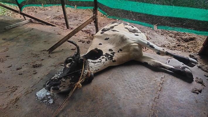 three cows dies in Haripad three cows dies in Haripad