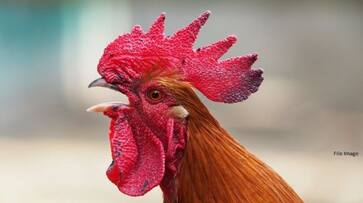Dog bite chicken, clash between TDP and YCP in andhra pradesh - bsb Dog bite chicken, clash between TDP and YCP in andhra pradesh - bsb