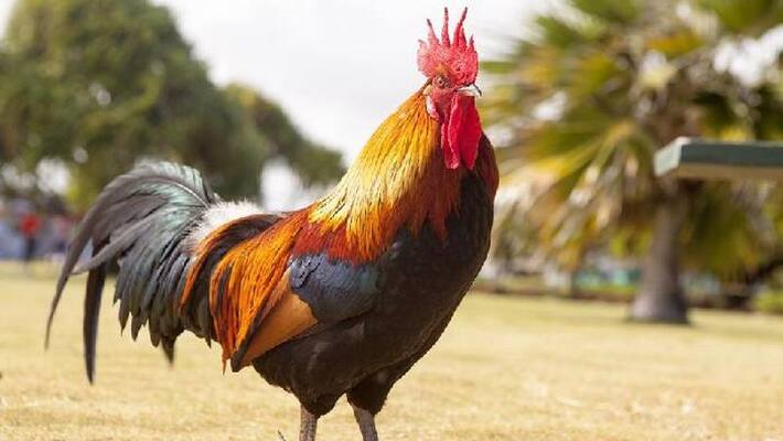 Troubled by Rooster's Crowing, Indore Doctor Files Police Complaint Against Neighbour Troubled by Rooster's Crowing, Indore Doctor Files Police Complaint Against Neighbour