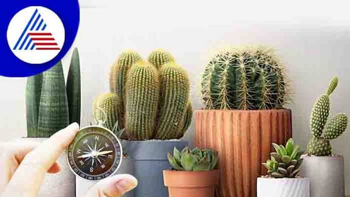 Plants to Avoid at Home as per Vastu vastupadi endha chedi valakka koodathu Plants to Avoid at Home as per Vastu vastupadi endha chedi valakka koodathu