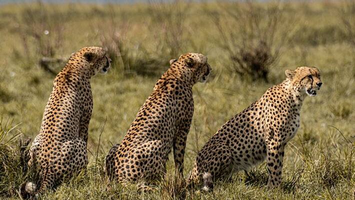 25 cheetahs to be come to india.. pm modi to release these on sep 17 25 cheetahs to be come to india.. pm modi to release these on sep 17