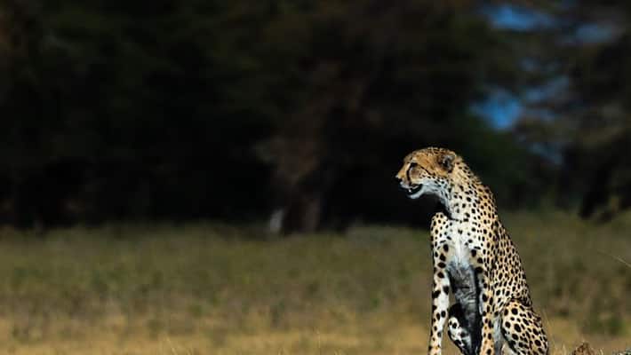 Why South African and Namibian cheetahs coming to India is risky Why South African and Namibian cheetahs coming to India is risky