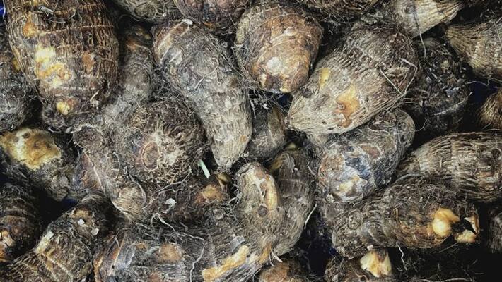 Taro Root controls heart disease and is also very beneficial for the stomach BDD Taro Root controls heart disease and is also very beneficial for the stomach BDD