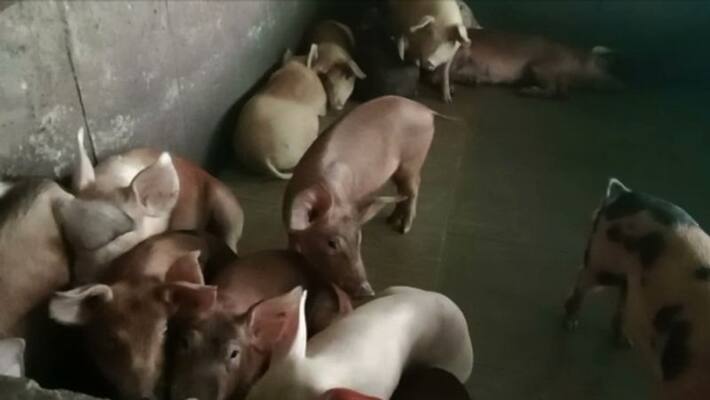 Pigs in Wayanad fam will be slaughtered Pigs in Wayanad fam will be slaughtered