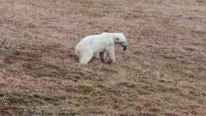 tin stuck in Polar Bear's mouth rescued tin stuck in Polar Bear's mouth rescued