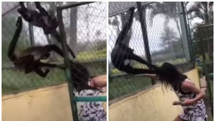 monkeys pull girl by hair after she repeatedly hit their enclosure monkeys pull girl by hair after she repeatedly hit their enclosure