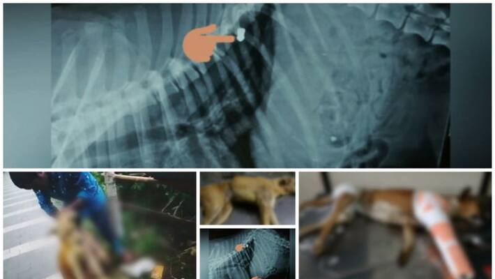 The dog found on Pellet's in body died The dog found on Pellet's in body died