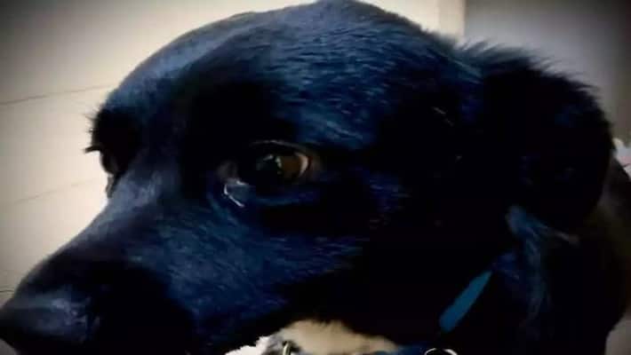 owner fell 70 feet dog leads rescuers owner fell 70 feet dog leads rescuers