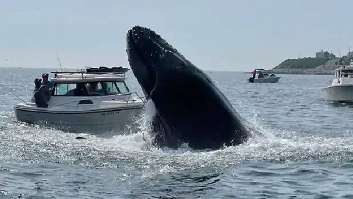 whale landing on a small boat video goes viral whale landing on a small boat video goes viral