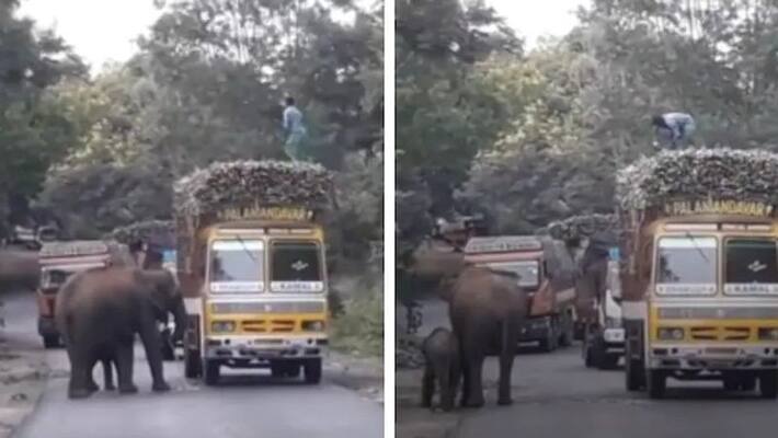 Viral video Mother elephant and small elephant blocks traffic on Mysore highway Viral video Mother elephant and small elephant blocks traffic on Mysore highway
