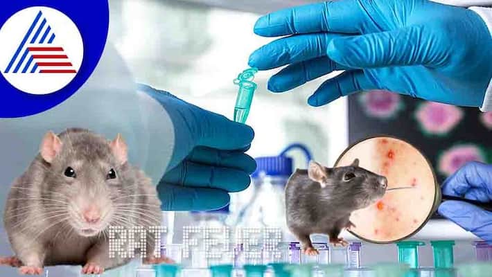Rat Bite Fever : Beware Of Rat Bite Fever, How To Defend Vin Rat Bite Fever : Beware Of Rat Bite Fever, How To Defend Vin