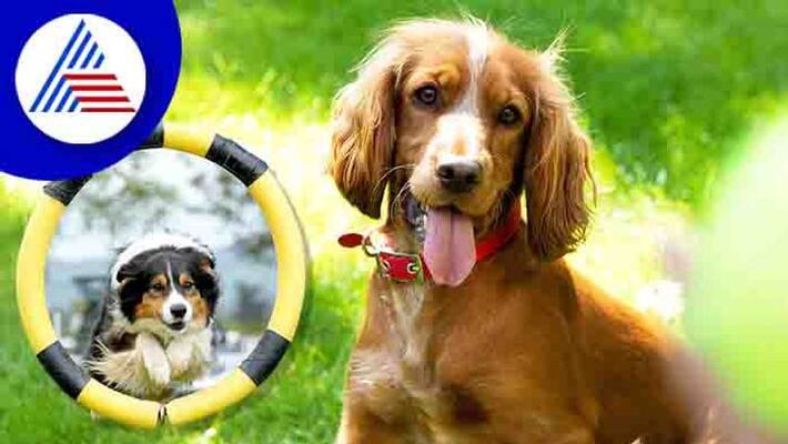 Your puppy is also need excercise to avoid obesity Your puppy is also need excercise to avoid obesity