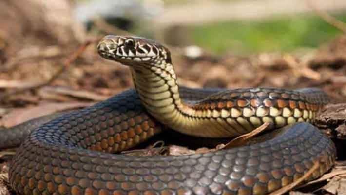 snake die after biting man twice in lucknow snake die after biting man twice in lucknow
