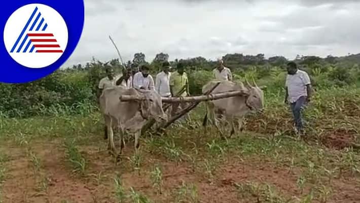 bjp national general secretary ct ravi farming in chikkamagaluru video goes viral gvd bjp national general secretary ct ravi farming in chikkamagaluru video goes viral gvd