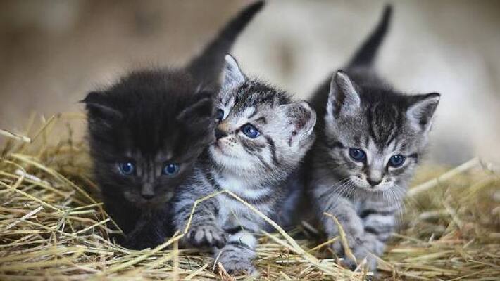 suspicious cat deaths in village suspicious cat deaths in village