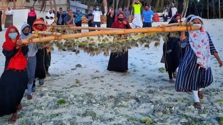Last year India's seaweed production was 34000 tonnes Last year India's seaweed production was 34000 tonnes