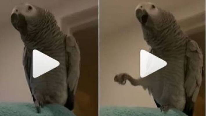 parrot dances with famous song parrot dances with famous song