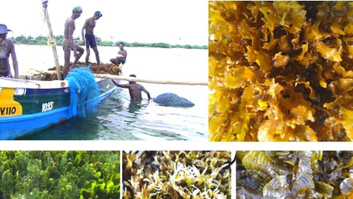 India cultivated around 34000 tonnes of seaweed in 2021 India cultivated around 34000 tonnes of seaweed in 2021
