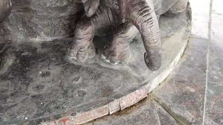 Devotee Gets Stuck Under Elephant Statue At Gujarat Temple Devotee Gets Stuck Under Elephant Statue At Gujarat Temple